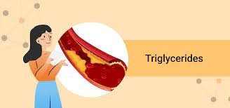 Triglycerides – Fact Sheet