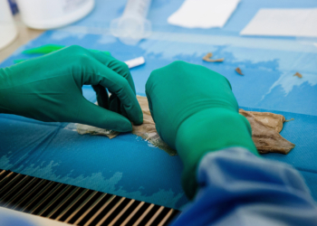 Stakeholders Clash Over Skin Substitute Payment Changes in Medicare