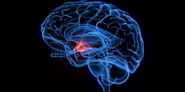 Novel Orexin Drug Improves Cognitive Symptoms of Narcolepsy Type 1