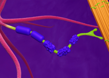 Long-Term Tofersen Use May Slow ALS Progression, 3-Year Data Suggest
