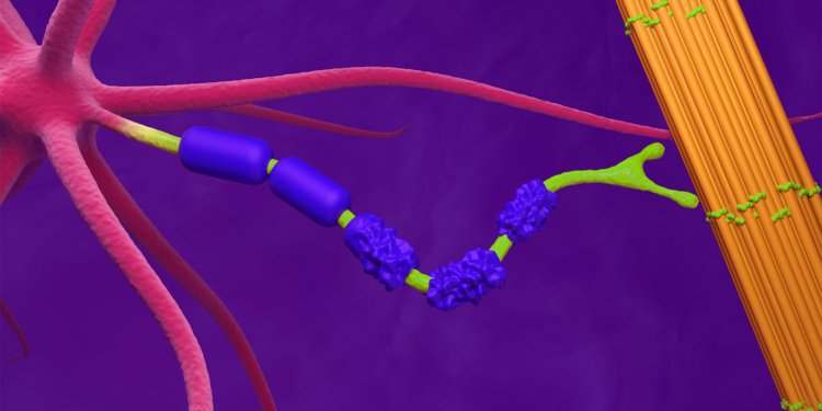 Long-Term Tofersen Use May Slow ALS Progression, 3-Year Data Suggest