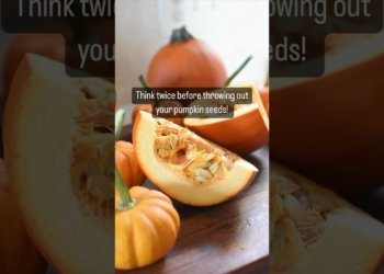 pumpkin seeds benefits