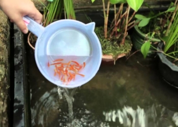 dengue prevention