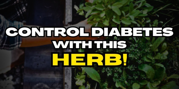 herbs for diabetes