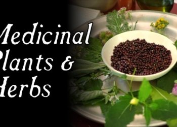 herbal medicine