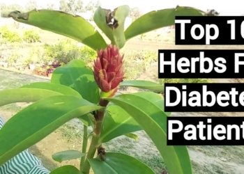herbs for diabetes