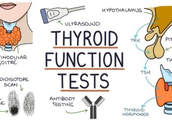 Understanding Thyroid Function Tests