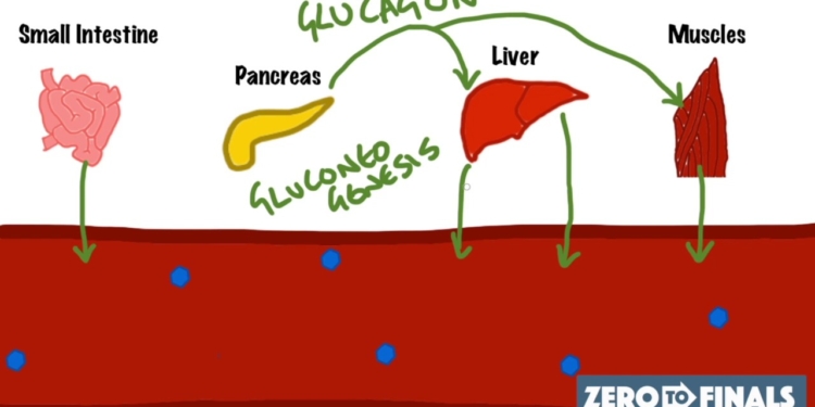 Blood Glucose Regulation and Diabetes