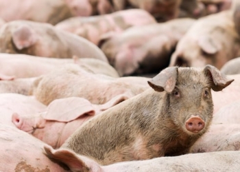 Herd of pigs with centre pig looking at the camera.