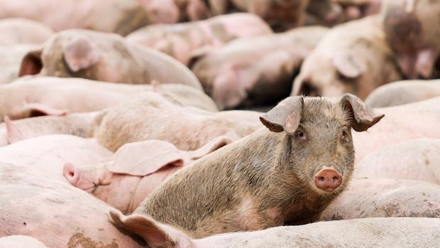 Herd of pigs with centre pig looking at the camera.