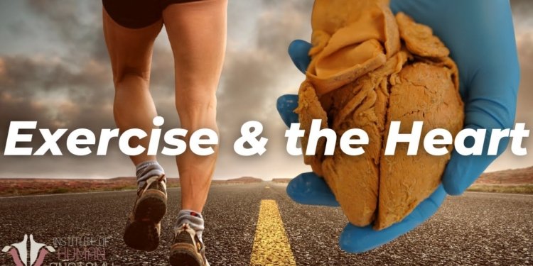 How the Heart Changes with Exercise