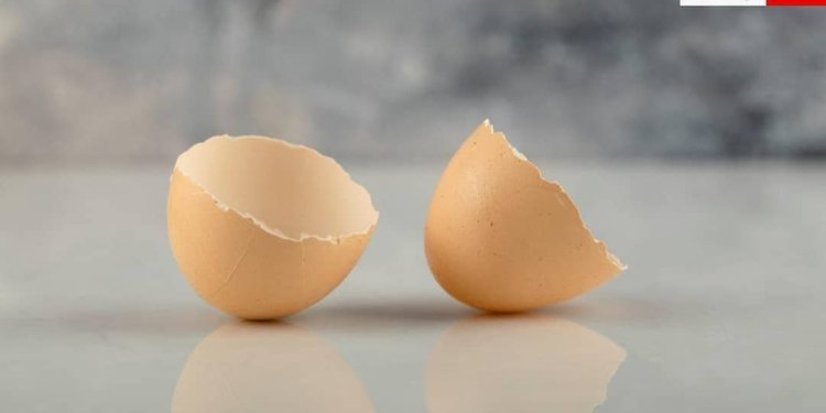 सफेद-पीले के अलावा अंडे का यह हिस्सा भी होता है ताकतवर, हड्डियों को देता है भरपूर ताकत