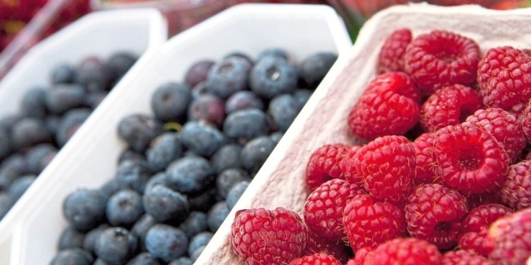 Berry good for you: Eat polyphenols, nutritionists say