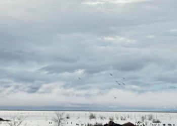 Disaster in north-west Queensland not over yet, more rain forecast for tropical coast
