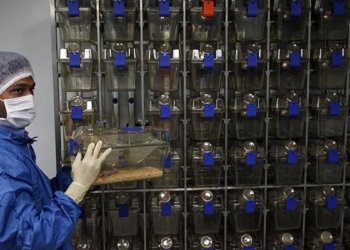 Genetic study in mice maps pathway linked to neurodevelopmental defects in offspring