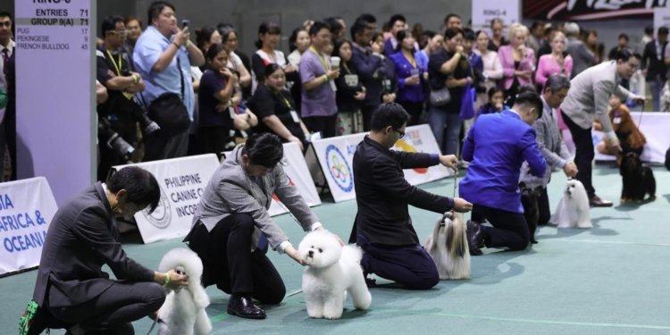 Over 7,000 dogs to compete in Asia
