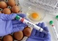 Poultry from Kerala banned in Nilgiris amid bird flu outbreak