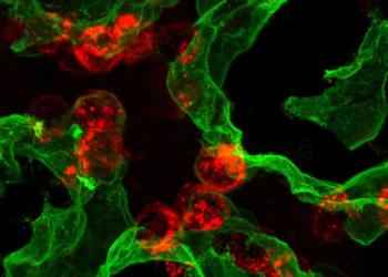 Scientists just found the lung’s hidden self-healing switch