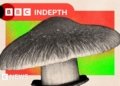 Should the NHS use magic mushrooms to treat mental health?