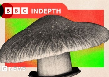 Should the NHS use magic mushrooms to treat mental health?