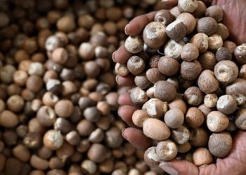 Tell WHO to re-classify arecanut from ‘carcinogenic’ to ‘possibly carcinogenic to humans’: Karnataka farmers