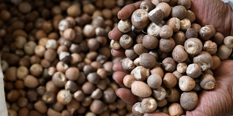 Tell WHO to re-classify arecanut from ‘carcinogenic’ to ‘possibly carcinogenic to humans’: Karnataka farmers