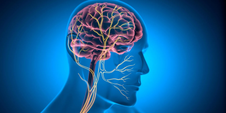 This tiny nerve may help keep the heart young