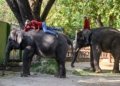 Trunks up: Indonesia ends elephant rides nationwide