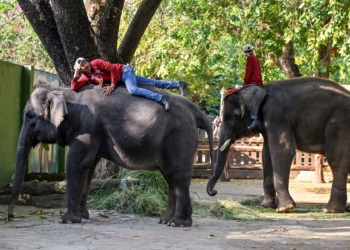 Trunks up: Indonesia ends elephant rides nationwide