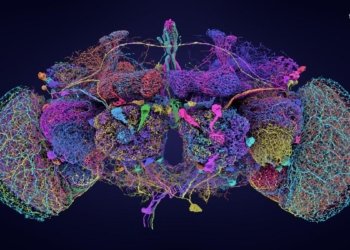 Your brain can be trained, much like your muscles – a neurologist explains how to boost your brain health