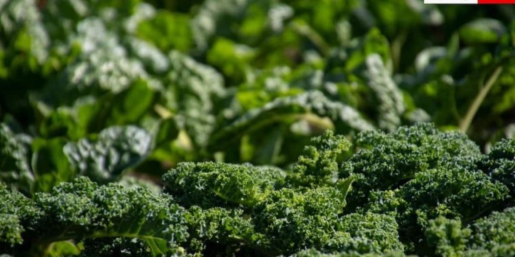 कच्चे ही खाने चाहिए ये 9 फूड, गलती से भी पका लिए तो...