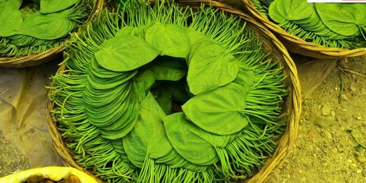 इन चार तरह के लोगों के लिए वरदान होता है पान का पत्ता, जानें इसे खाने का सही तरीका