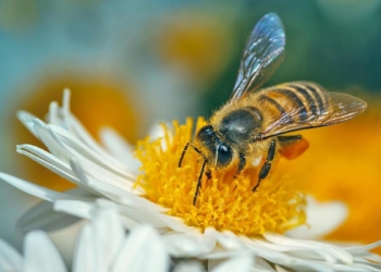 All you need to know about: bee stings