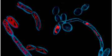 CCMB scientists identify metabolism as new target for antifungal therapies