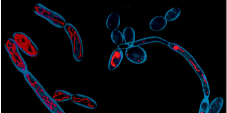CCMB scientists identify metabolism as new target for antifungal therapies
