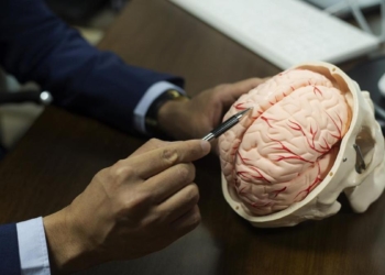 Can white matter changes in the brain determine our ageing trajectory?