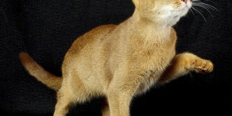 Could insight from cats lead to breast cancer cures?