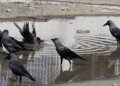 Crow samples in Tamil Nadu test positive for H5N1 avian influenza