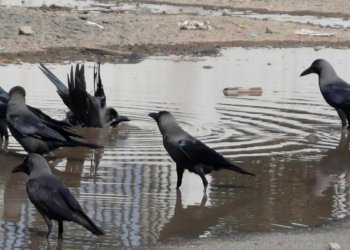 Crow samples in Tamil Nadu test positive for H5N1 avian influenza