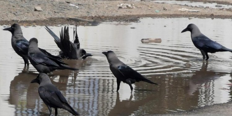 Crow samples in Tamil Nadu test positive for H5N1 avian influenza