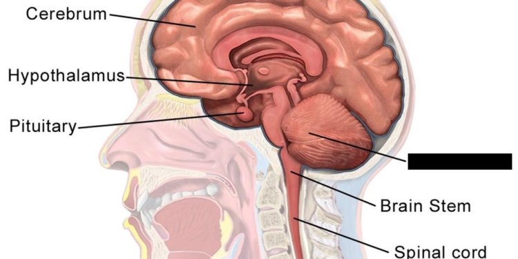 Health Quiz: On the brain and caring for it
