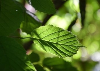 Laughter and joy therapy