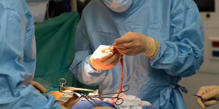 More Organs Now Obtained Via Donation After Circulatory Death