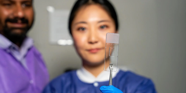 Scientists just made living blood vessels on a chip that act like real ones