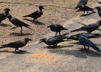 Tamil Nadu government issues advisory after avian influenza detection in crow samples