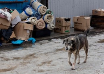 Ukraine combats a new deadly threat: rabies