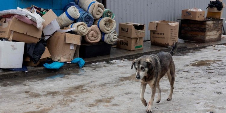 Ukraine combats a new deadly threat: rabies