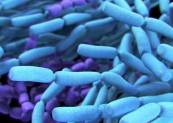 When do you really need probiotic supplements and, crucially, when don’t you? Experts explain