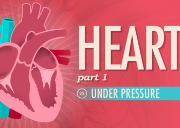 The Heart, Part 1 - Under Pressure: Crash Course Anatomy & Physiology #25
