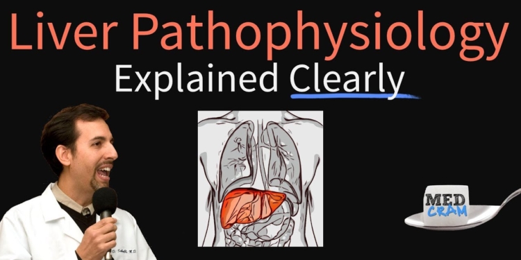 Liver Explained Clearly - Pathophysiology, LFTs, Hepatic Diseases